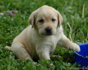 Картинка животные собаки