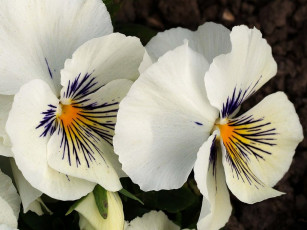 Картинка цветы анютины глазки садовые фиалки