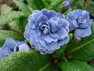 Картинка цветы примулы