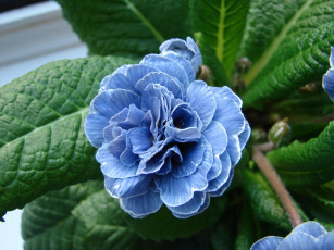 обоя цветы, примулы