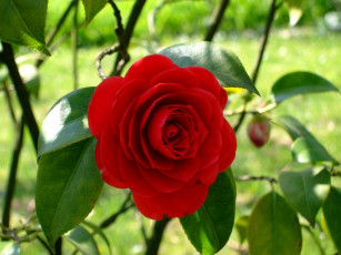 Картинка цветы розы