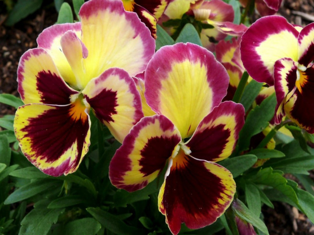 Обои картинки фото цветы, анютины, глазки, садовые, фиалки