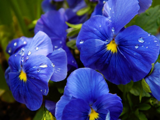 Обои картинки фото цветы, анютины, глазки, садовые, фиалки