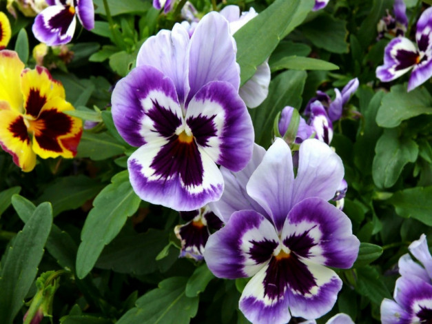 Обои картинки фото цветы, анютины, глазки, садовые, фиалки