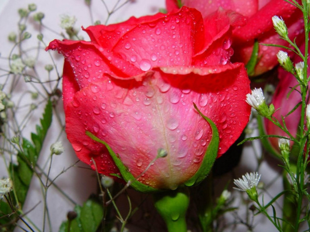 Обои картинки фото цветы, розы