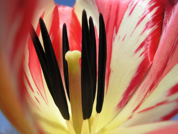 Обои картинки фото цветы, тюльпаны