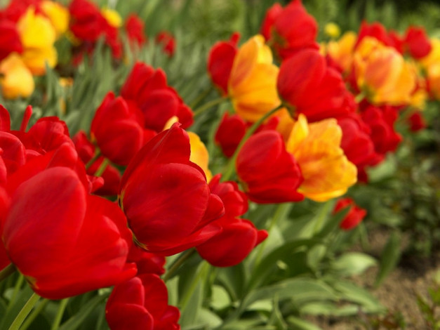 Обои картинки фото цветы, тюльпаны