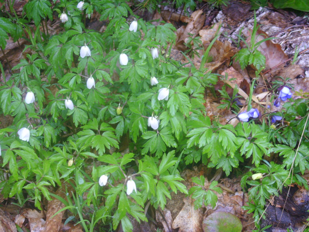 Обои картинки фото цветы, ветреницы, печёночницы