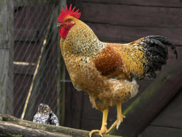 Обои картинки фото животные, куры, петухи