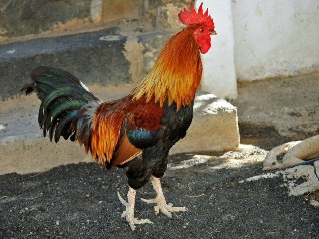 Обои картинки фото животные, куры, петухи