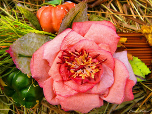 Картинка цветы