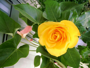 Картинка цветы розы