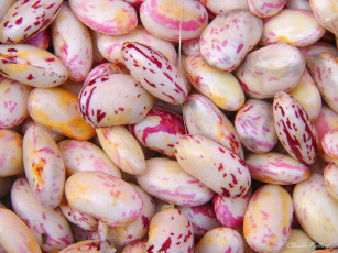 Картинка еда крупы зерно специи семечки