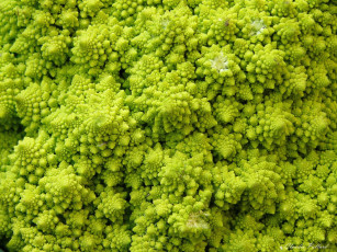 Картинка еда овощи