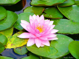 Картинка ninfea in una fontana цветы лилии водяные нимфеи кувшинки