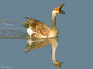 Картинка животные гуси