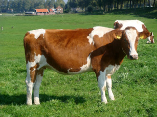 Картинка животные коровы буйволы