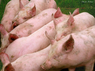 Картинка животные свиньи кабаны