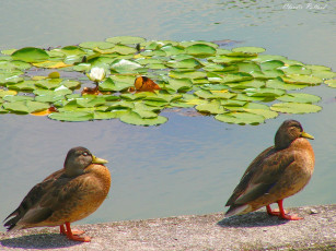 Картинка животные утки