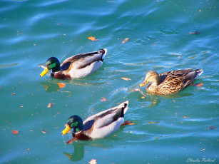 Картинка животные утки