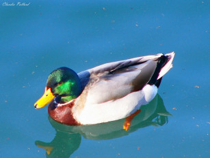 Картинка животные утки