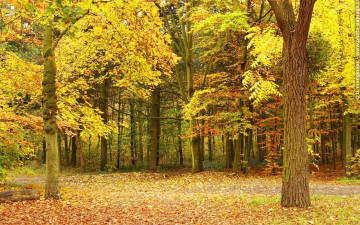 Картинка природа лес