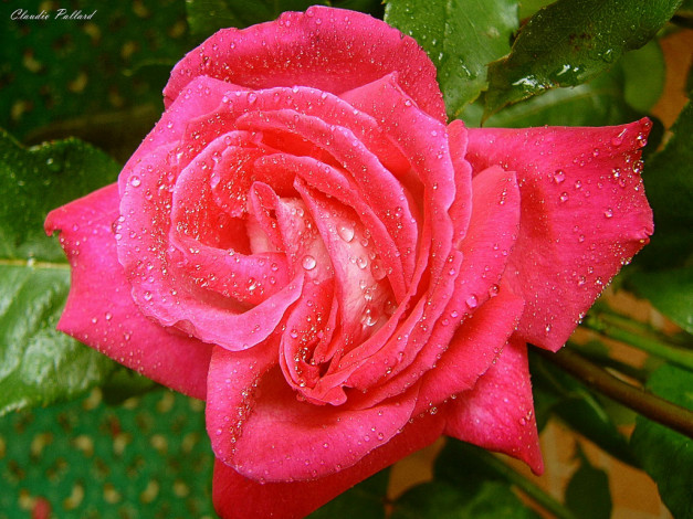 Обои картинки фото цветы, розы