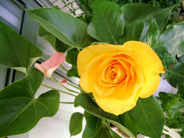 Обои картинки фото цветы, розы