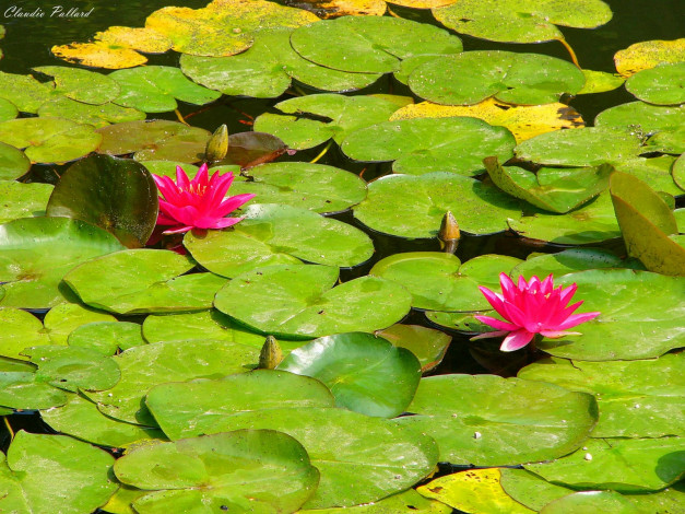 Обои картинки фото ninfee, цветы, лилии, водяные, нимфеи, кувшинки