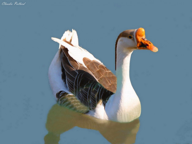 Обои картинки фото животные, гуси