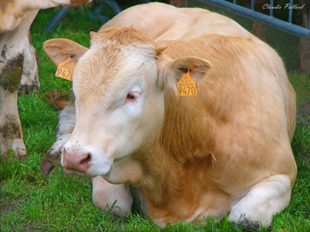 Обои картинки фото животные, коровы, буйволы