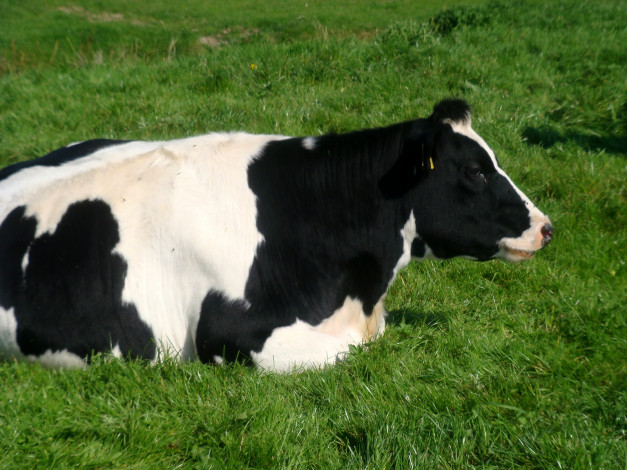 Обои картинки фото животные, коровы, буйволы