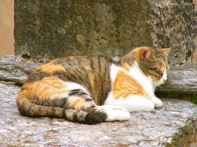 Обои картинки фото животные, коты