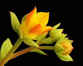 Картинка цветы