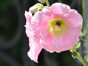 Картинка цветы мальвы