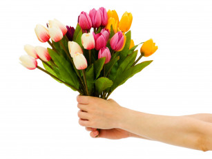 Картинка цветы тюльпаны