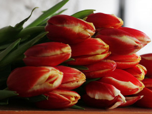 Картинка цветы тюльпаны