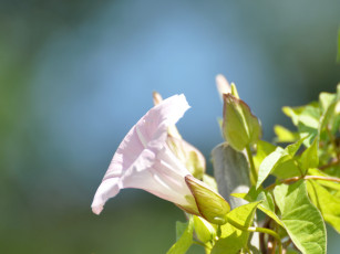 обоя цветы, вьюнки, ипомеи