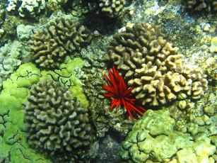 Картинка животные морская фауна