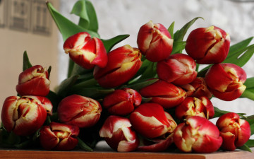 обоя цветы, тюльпаны