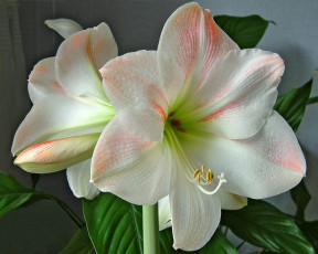 Картинка цветы амариллисы гиппеаструмы амарилис