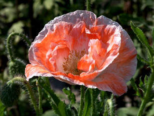 Картинка цветы маки