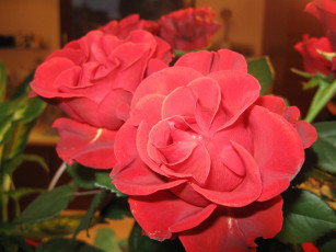 Картинка цветы розы