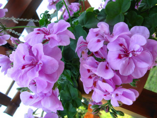 Картинка герань цветы