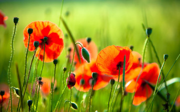 Картинка цветы маки
