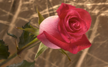 Картинка цветы розы