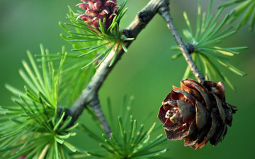 Картинка природа шишки жёлуди каштаны