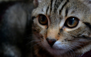 Картинка животные коты