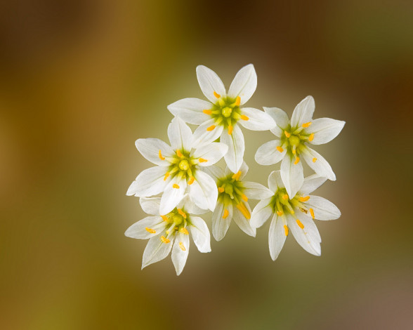 Обои картинки фото цветы