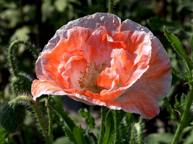 Обои картинки фото цветы, маки